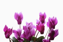 Cyclamen, Studio shot of several pink flower heads on stems.