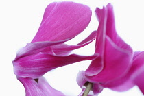 Cyclamen, Studio shot of two pink flower heads close up and abstract.