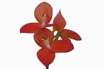 Orchid, Flower of the gods, Disa uniflora 'Foam', Studio shot of red flowers on single stem.