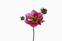 Strawberry, Alpine Strawberry, Fragaria x ananassa, Studio shot of single open red flower and emerging flower on a stem.