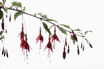 Fuchsia, Hardy fuchsia, Fuchsia magellanica, Studio shot of several red flowers  and flower buds hanging from a stem.