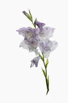 Gladiolus, Sword Lily, Studio shot of white and pale lilac flowers on a single stem.
