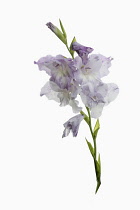 Gladiolus, Sword Lily, Studio shot of white and pale lilac flowers on a single stem.