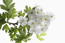 Hawthorn, Crataegus, Studio shot a bunch of white flowers with leaves on a woody stem.