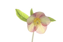 Hellebore, Helleborus, Studio shot of peach and yellow multi-coloured flower head on stem.