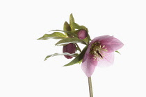 Hellebore, Helleborus, Studio shot of mottled dark pink flower head on stem.