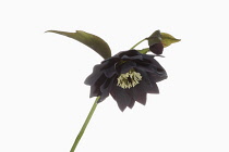 Hellebore, Helleborus, Studio shot of black flower head on stem.