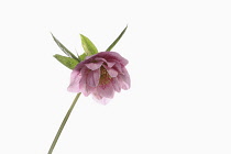 Hellebore, Helleborus, Studio shot of pink flower head on stem.