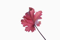 Coral bells, Heuchera 'Creme Brulee', Studio shot showing back of red leaf on stem showing prominent veins.