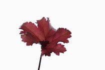 Coral bells, Heuchera 'Marmalade', Studio shot showing red leaf on stem.
