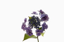 Hydrangea, Studio shot of  mauve coloured flowers.