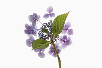 Hydrangea, Studio shot of  mauve coloured flowers.