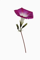 Morning glory, Convolvulus, Studio shot of single red trumpet shaped flower with white centre on stem.