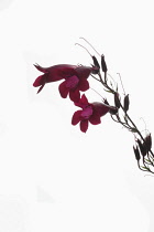 Penstemon, Studio shot of red flowers and forming seed heads on stem.