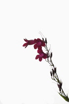 Penstemon, Studio shot of red flowers and forming seed heads on stem.