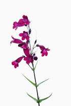 Penstemon, Studio shot of pink flowers on stem.