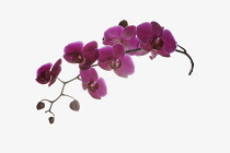 Orchid, Moth orchid, Phalaenopsis, Studio shot of several pink open flower heads on horizontal stem.