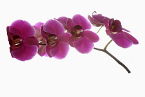 Orchid, Moth orchid, Phalaenopsis, Studio shot of several pink open flower heads on horizontal stem.