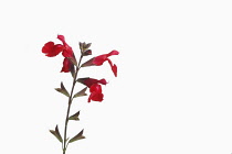 Sage, Scarlet sage, Salvia splendens, Studio shot of red flowers and buds on a vertical stem.