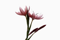 Kaffir lily, Hesperantha coccinea, Studio shot of open and emerging pink flowers on a vertical stem.