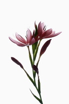 Kaffir lily, Hesperantha coccinea, Studio shot of open and emerging pink flowers on a vertical stem.