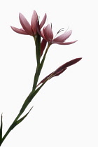 Kaffir lily, Hesperantha coccinea, Studio shot of open and emerging pink flowers on a vertical stem.