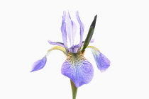 Iris, Siberian Flag, Iris sibirica, Studio shot of open pale blue flower head on an upright stem.