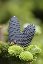 Korean fir 'Silberlocke', Abies koreana 'Silberlocke', Purple cones on young plant.