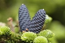 Korean fir 'Silberlocke', Abies koreana 'Silberlocke', Purple cones on young plant.