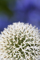 Allium, Allium 'Mount Everest', Close up detail of white globe shaped flowerhead.