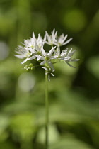 Allium, Garlic, Wild garlic, Allium ursinum, Side view of white flower growing outdoor.