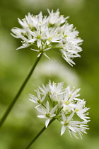Allium, Garlic, Wild garlic, Allium ursinum, Side view of white flowers growing outdoor.