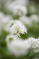 Allium, Garlic, Wild garlic, Allium ursinum, Side view of white flower growing outdoor.