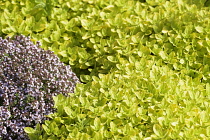 Origanum vulgare 'Aureum' and a bit of Thymus vulgaris,Thyme, growing outdoor in a garden.