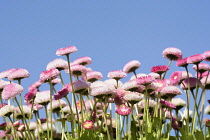 Daisy, Double daisy, Bellis perennis, side view of pink flowers growing outdoor. with blue sky behind.