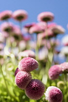 Daisy, Double daisy, Bellis perennis, side view of pink flowers growing outdoor. with blue sky behind.