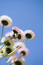 Daisy, Double daisy, Bellis perennis, side view of pink flowers growing outdoor. with blue sky behind.