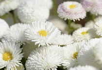 Daisy, Double daisy, Bellis perennis, White flowers growing outdoor in a garden.