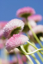 Daisy, Double daisy, Bellis perennis, side view of pink flowers growing outdoor. with blue sky behind.