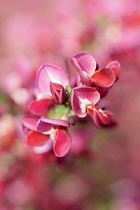 Broom, Cytisus, Close up detail of pink coloured flower growing outdoor.