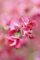 Broom, Cytisus, Close up detail of pink coloured flower growing outdoor.