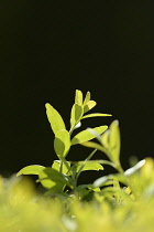 Box, Common box, Buxus sempervirens, Side view of backlit leaves.