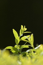 Box, Common box, Buxus sempervirens, Side view of backlit leaves.