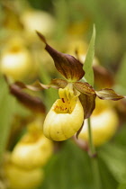 Orchid, Lady's slipper orchid, Cypripedium 'Parville', Yellow coloured flower growing outdoor.