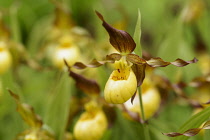 Orchid, Lady's slipper orchid, Cypripedium 'Parville', Yellow coloured flower growing outdoor.