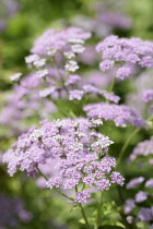 Carrot, Wild carrot, Daucus carota, Pink coloured flowerhead growing outdoor.