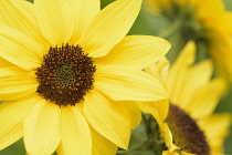 Sunflower, Common sunflower, Helianthus annuus, Close up detail of yellow coloured flower growing outdoor.