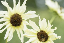 Sunflower 'Italian White', Helianthus annuus 'Italian White', Two yellow flowers growing outdoor.