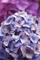 Hydrangea, Mauve coloured flowerhead growing outdoor.