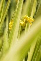 Iris, Yellow flower seen through green foliage growing outdoor.